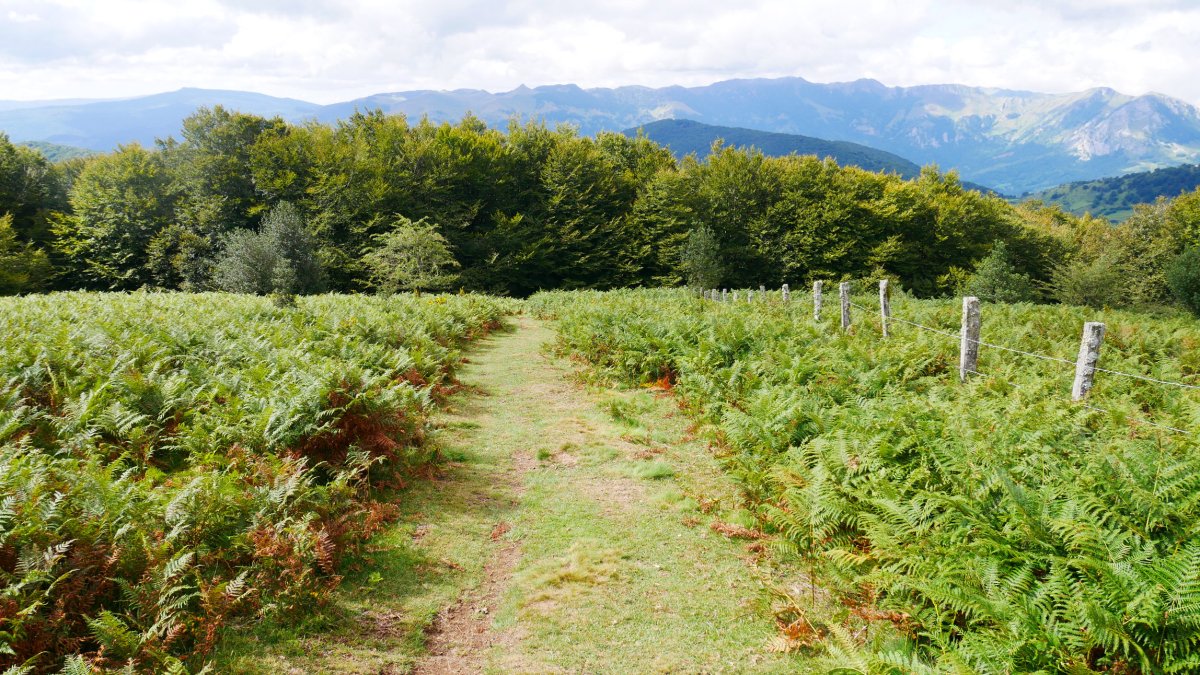 Guratzetik hegoaldeko pagadira