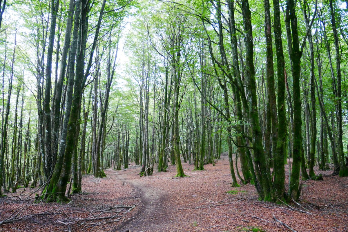 Basoan barrena, Guratz