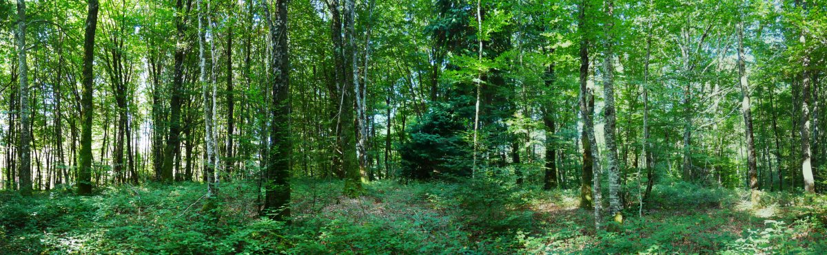 Euntzategiko gaina tontorra