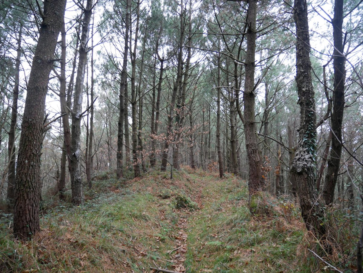 Ekialdeko bizkarreko bidea