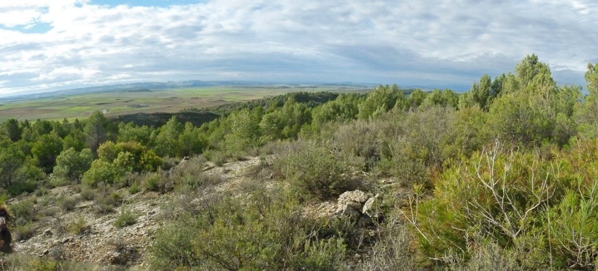 Romeralesko gailurra