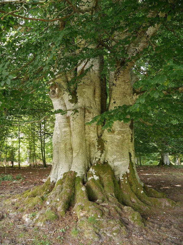 Limitacionesko pagoa