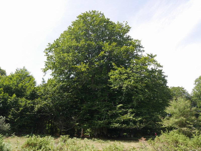 Limitacionesko pagoa