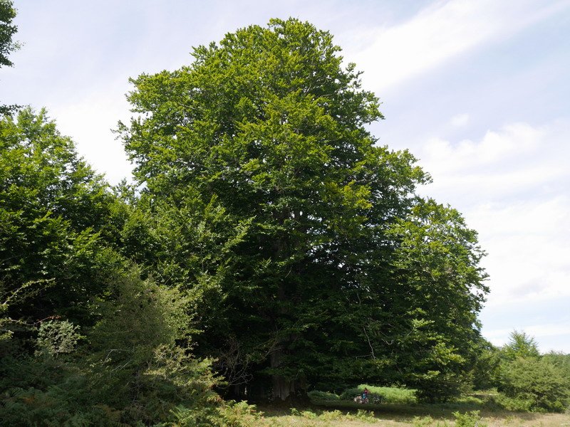 Limitacionesko pagoa