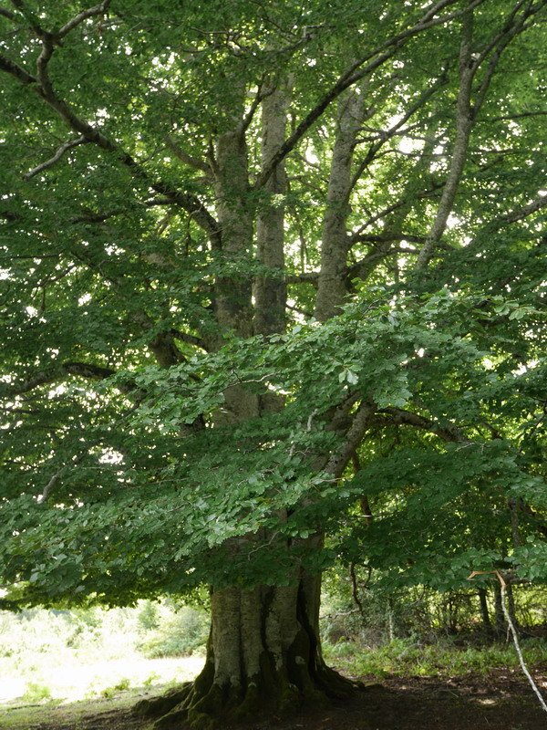 Limitacionesko pagoa