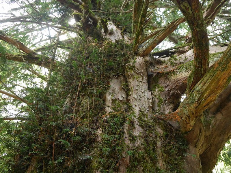 Otsaportilloko hagina