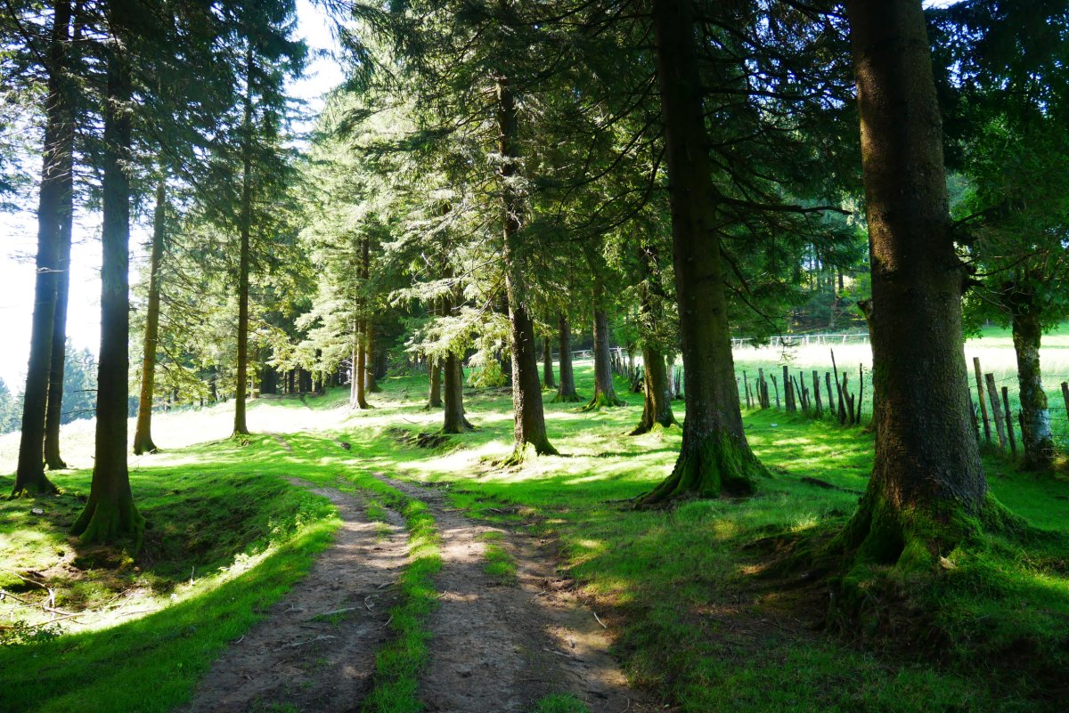 HMko muinorako bidea