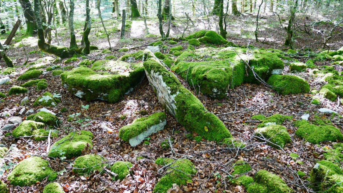 Lardamingo trikuharria