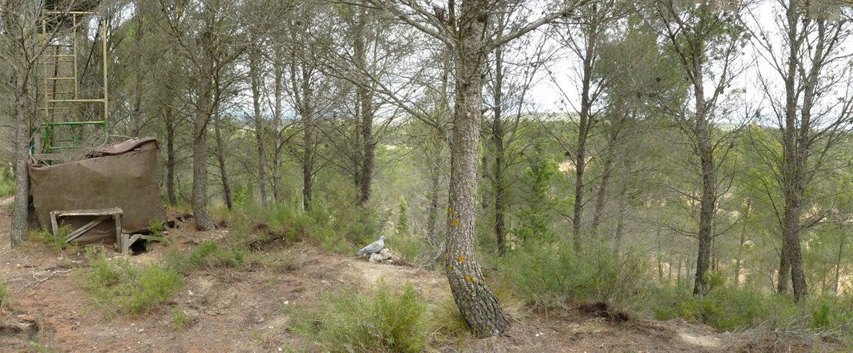 Kandaraitz hegoaldeko gailurra