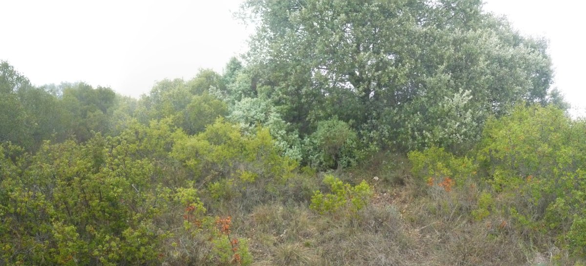 Pasaros gaineko galiurra