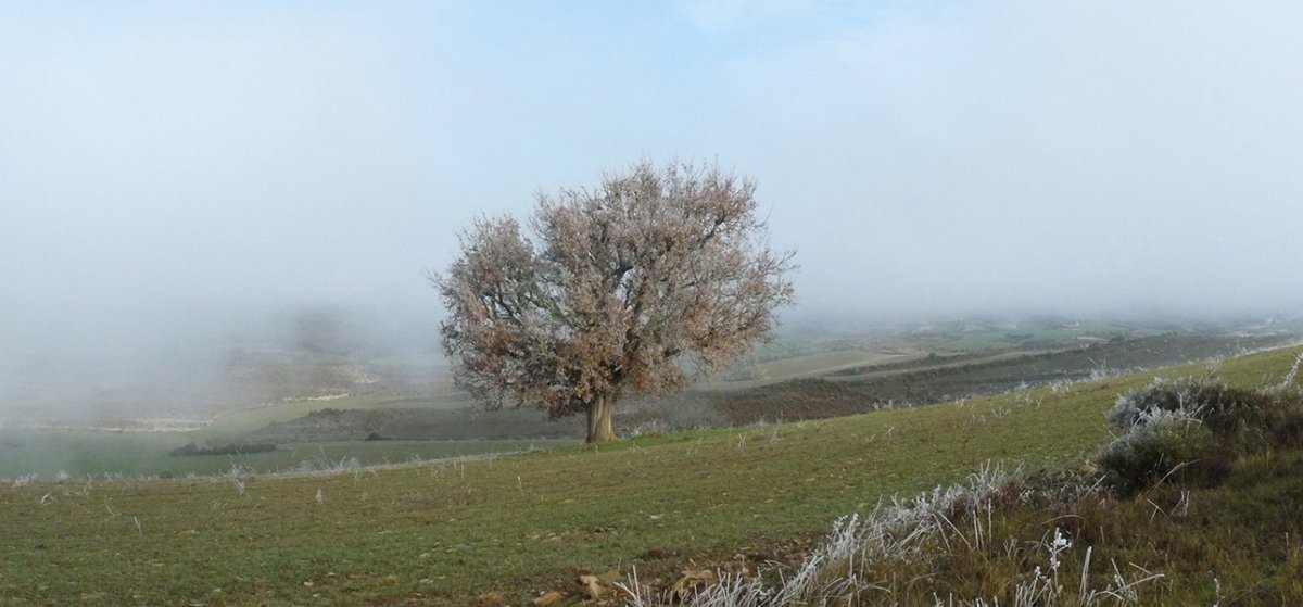 Haritza mendi gainaldean