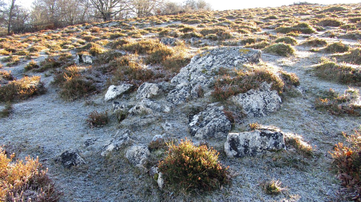 Kapitarte zutarria, Entzia