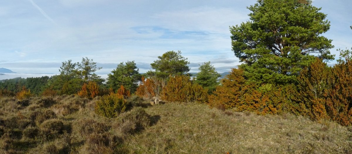 Zelaigaineko gailurra