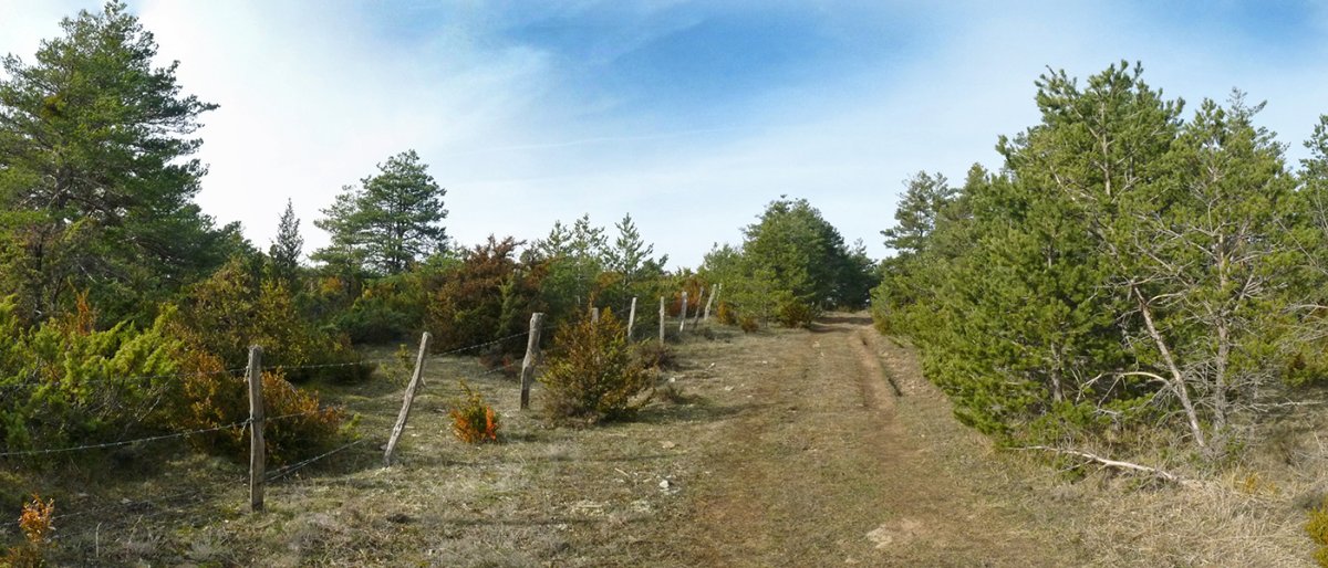 Abelbidea, Mataperri gainean