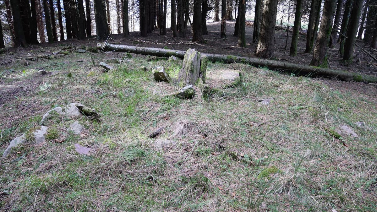 Basaburu  trikuharria, Urdelar