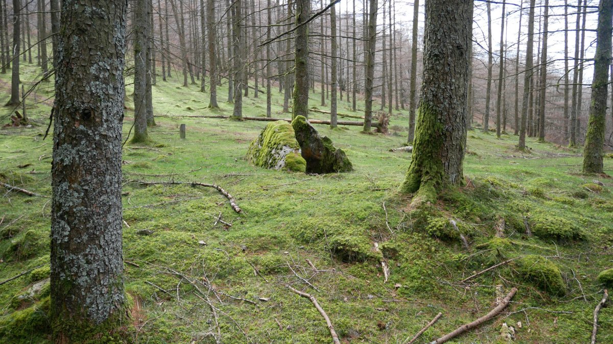 Belabieta Txiki Trikuharria