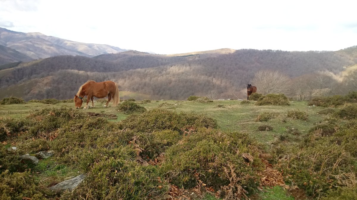 Lizartzeta (849m) gainaldea