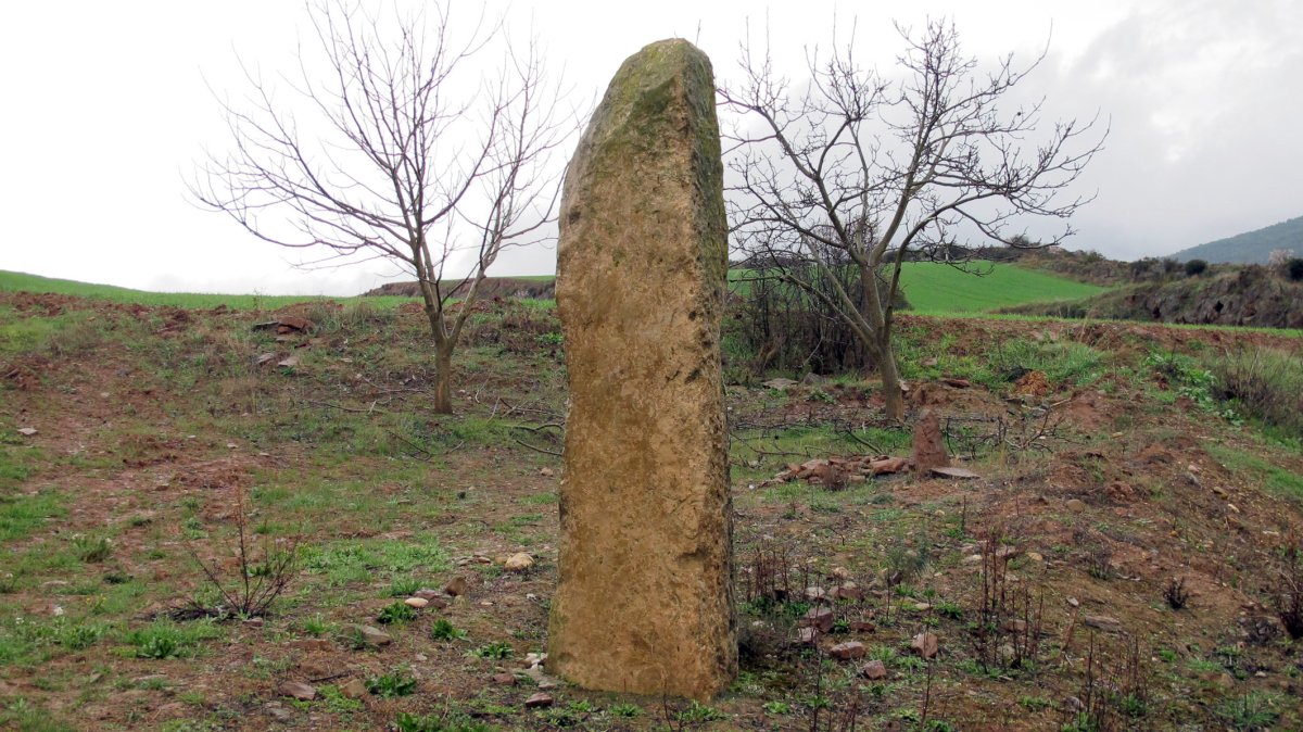 Euntzeta zutarria, Zirauki