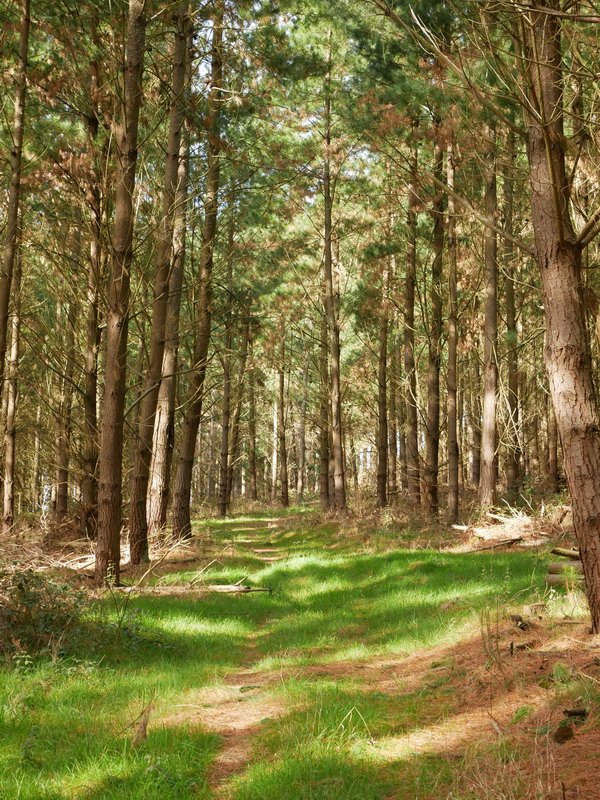 Igoerako pasarte bat