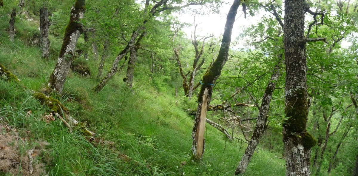 Xingola urdinen bidexka, basoan zehar