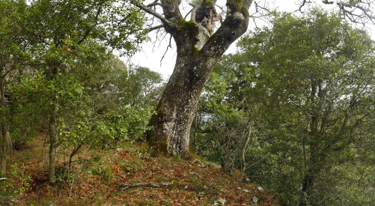 Gatutarriko gailurra