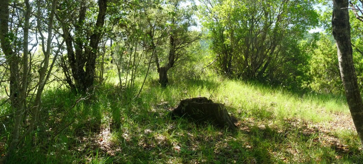 Surgurin Txikitoko gailurra