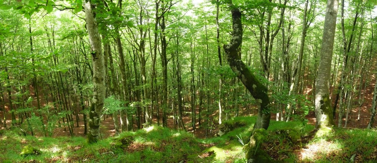 Basoa Arbotonen artean