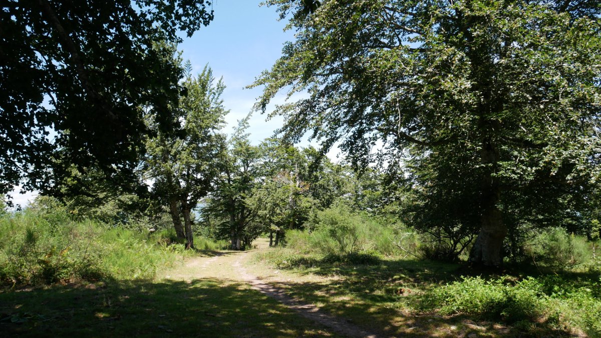 Txanagra tontorraren inguruak