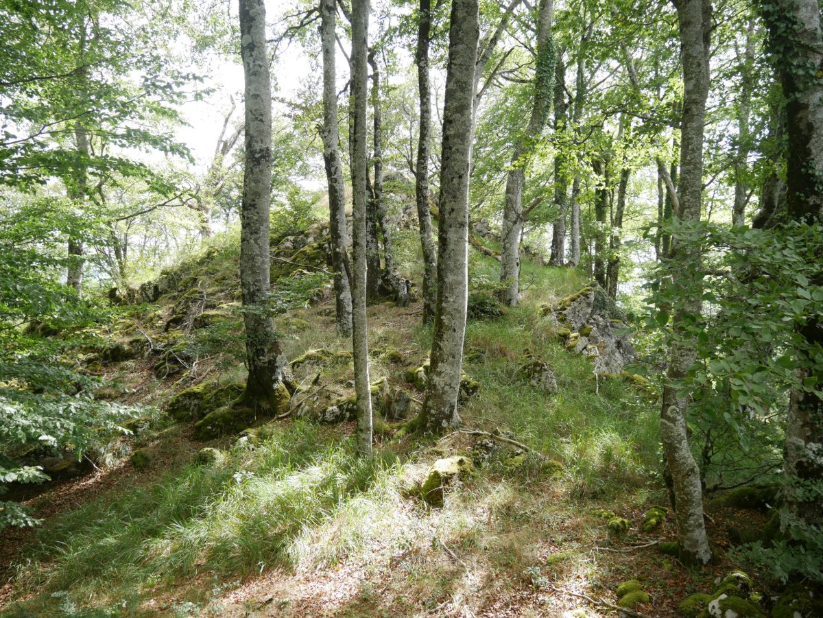 Arrizorrotz tontorra