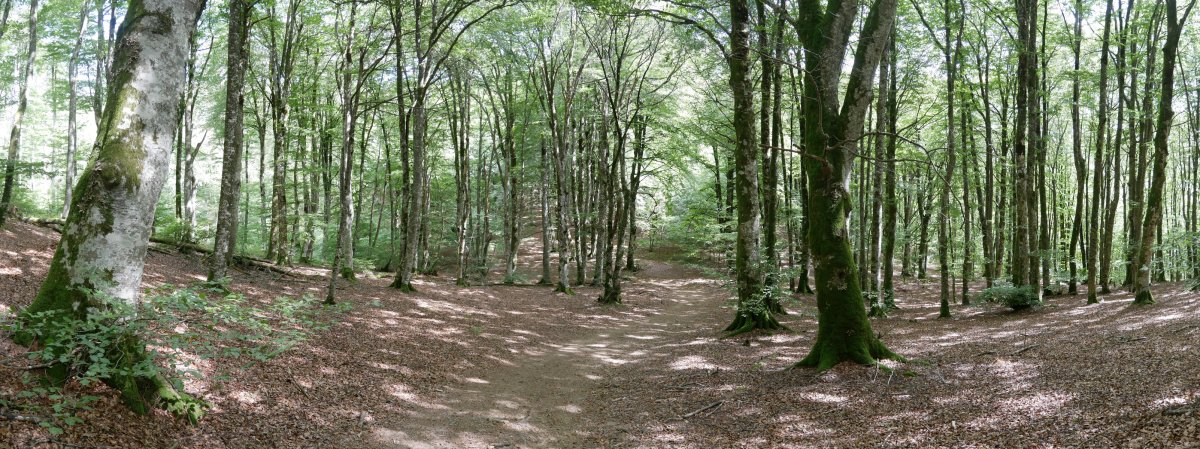 IEko bideko pasarte bat