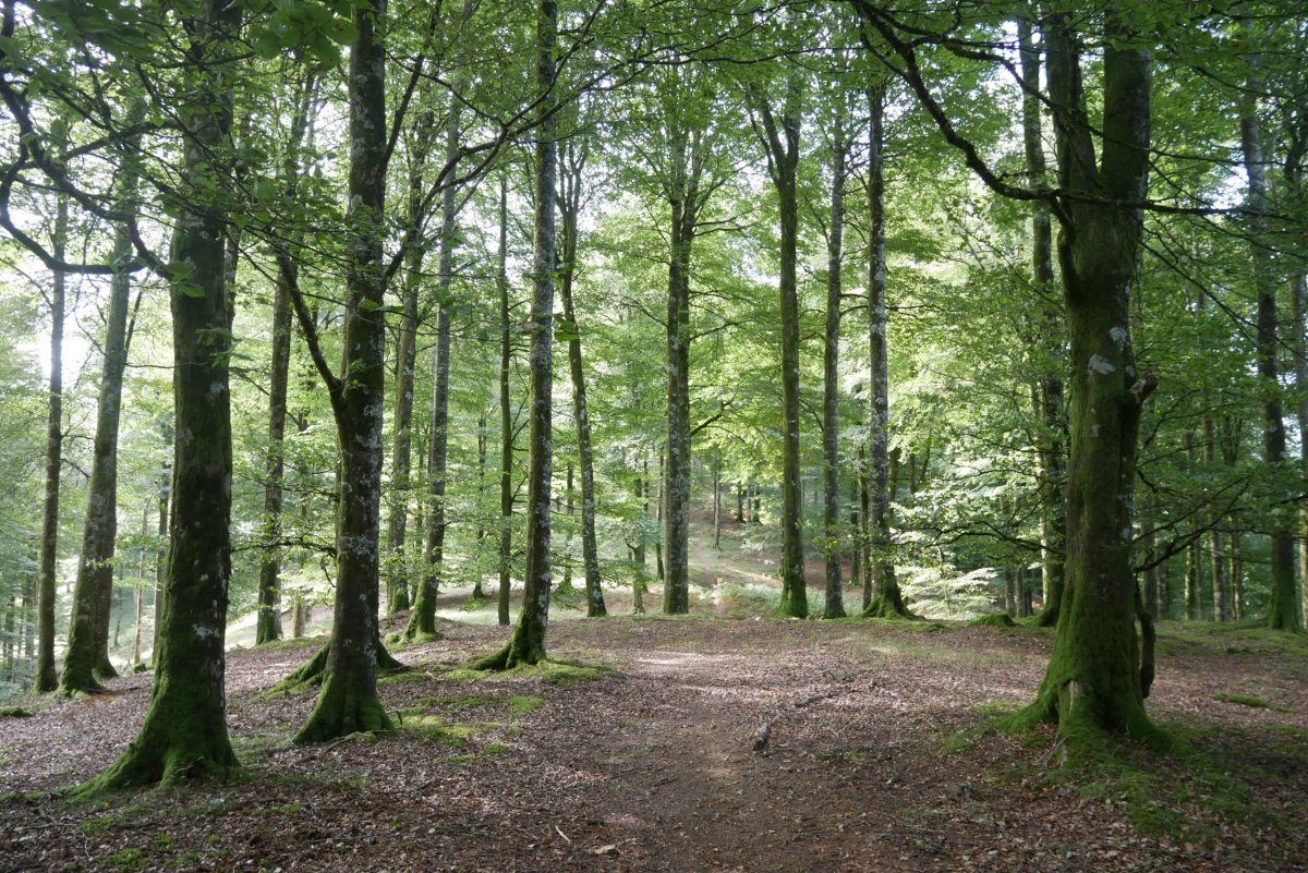 Iparraldeko bizkarreko pasarte bat