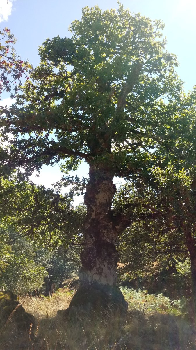 Laparordoki (1399) haritz handia