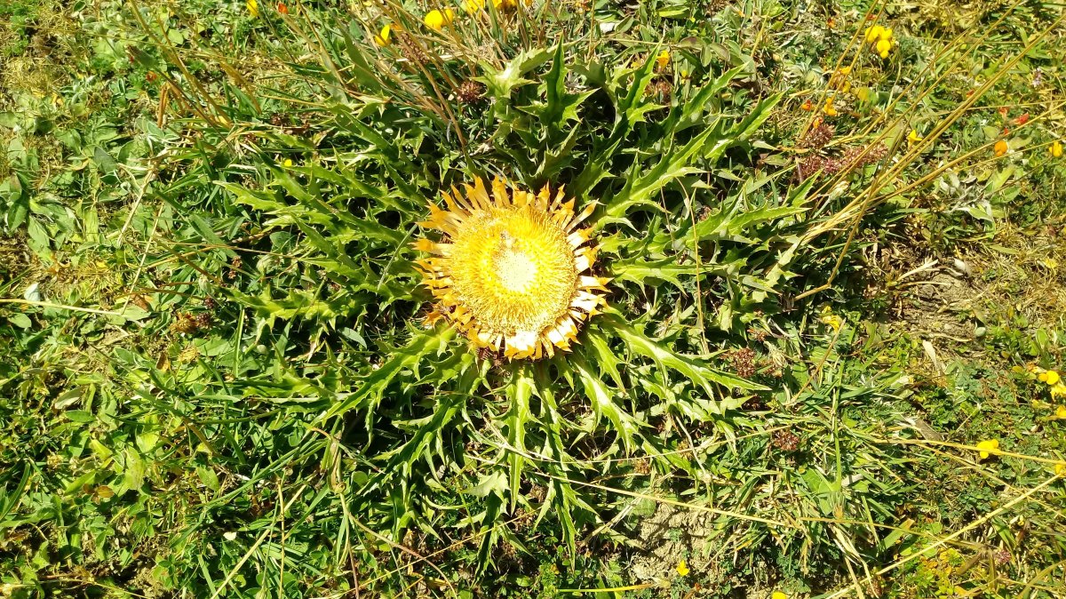 Eguzki lorea, Abodiren ekialdeko magalean