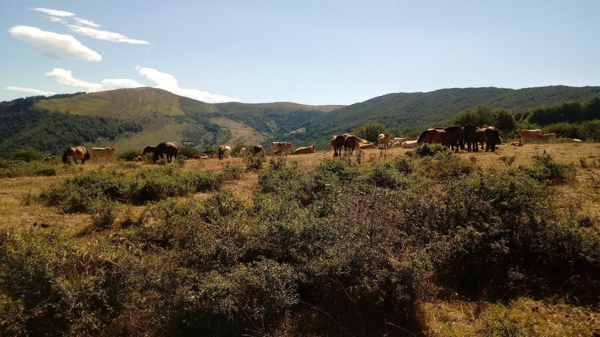 Ganadua Berrendizelaiko lepoan