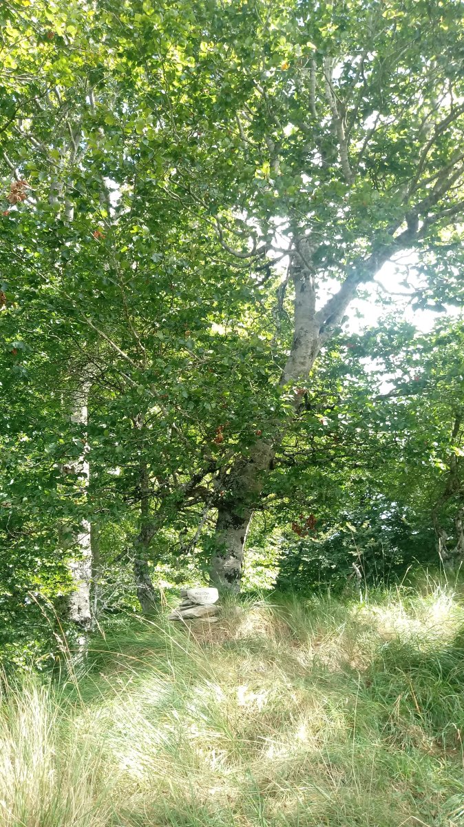 Mozolo (1243m) tontorra