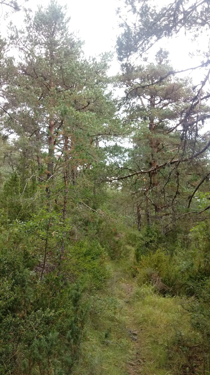 Azkarregia (1008m) aldera igotzen