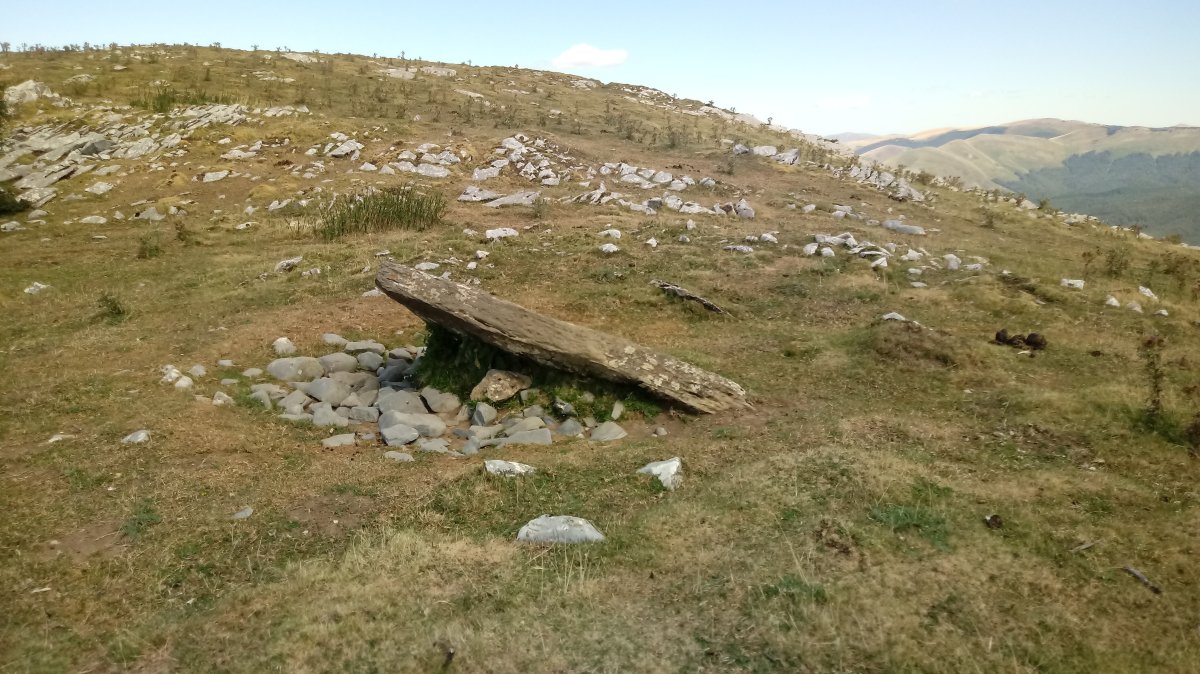 Gibelea trikuharria (2020)