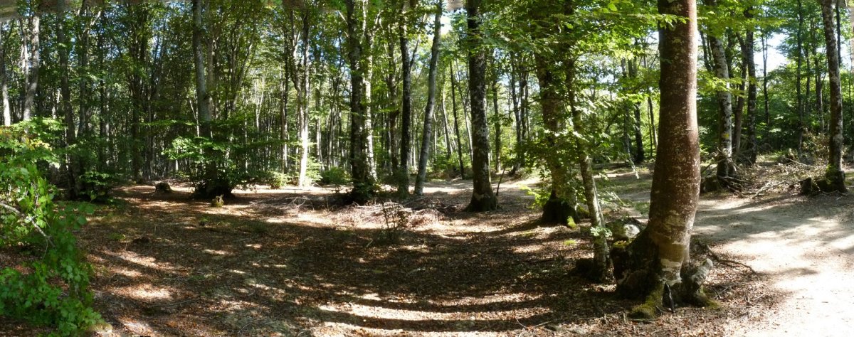 Baso garbiak zeharkatuko ditugu