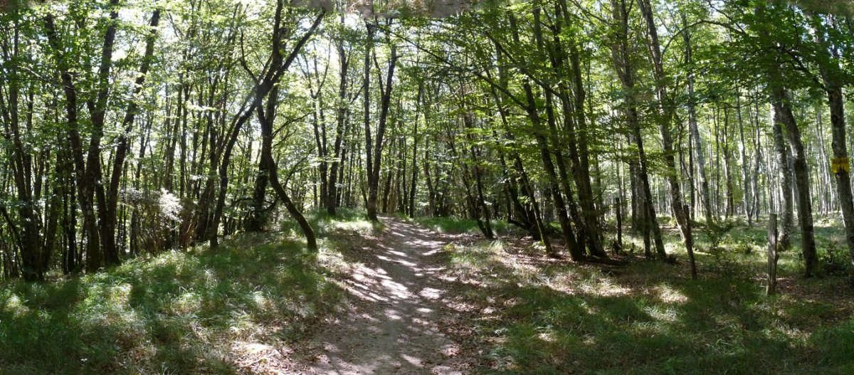 Beuntza Gaineko galurra