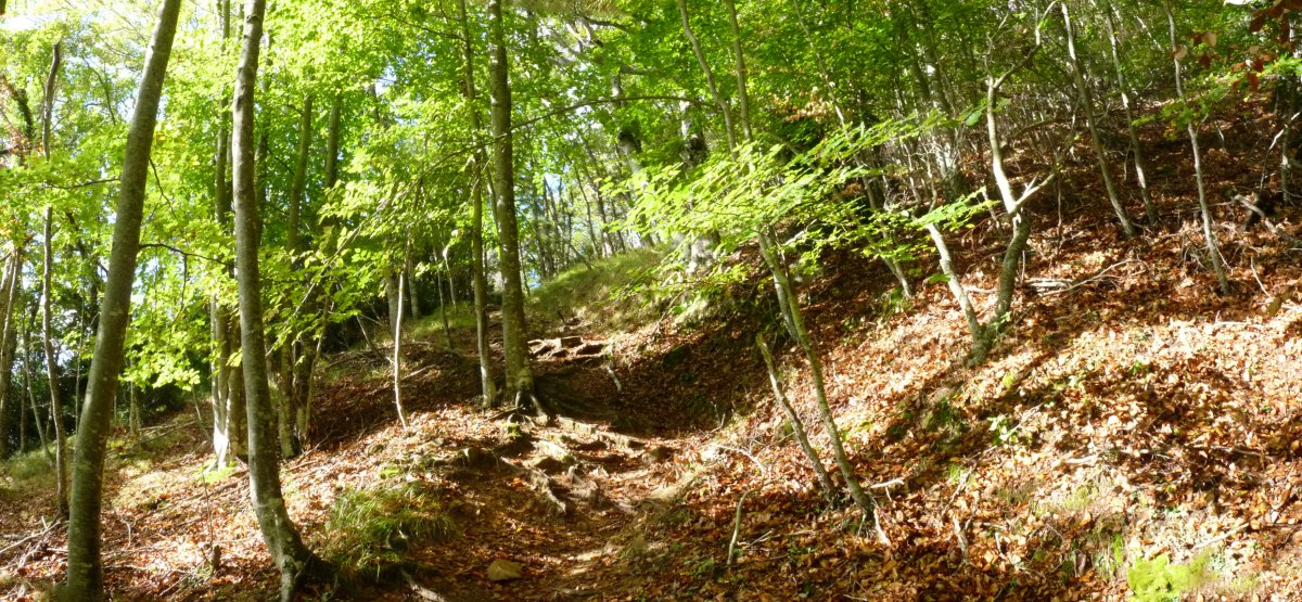 Leireko bidea basoan barrena