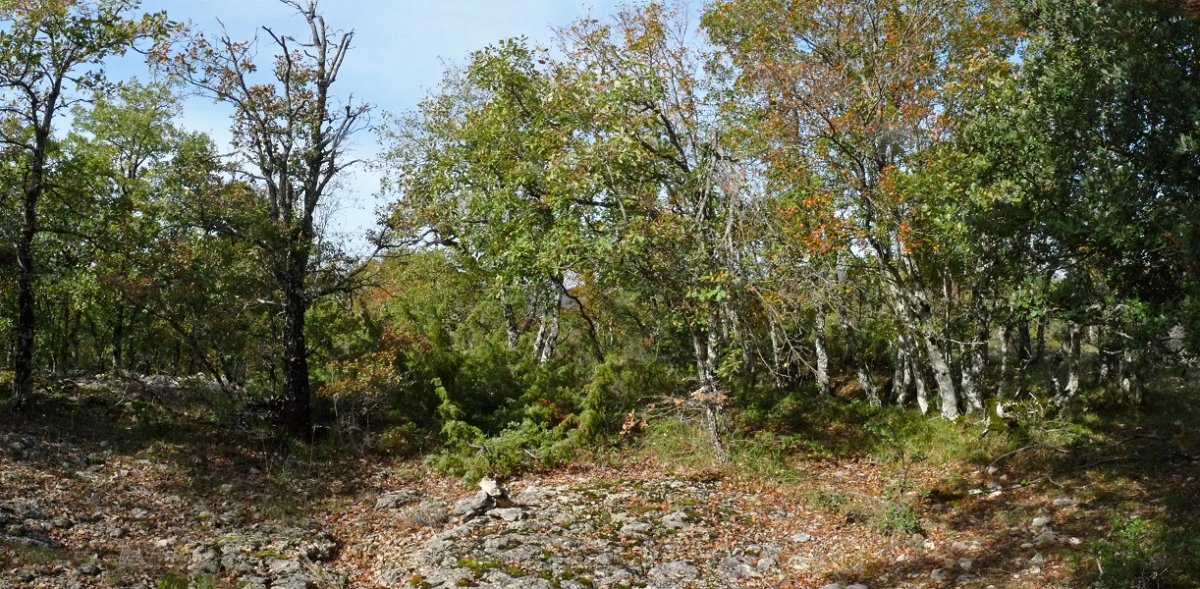 Zabalegi gaina (865m)