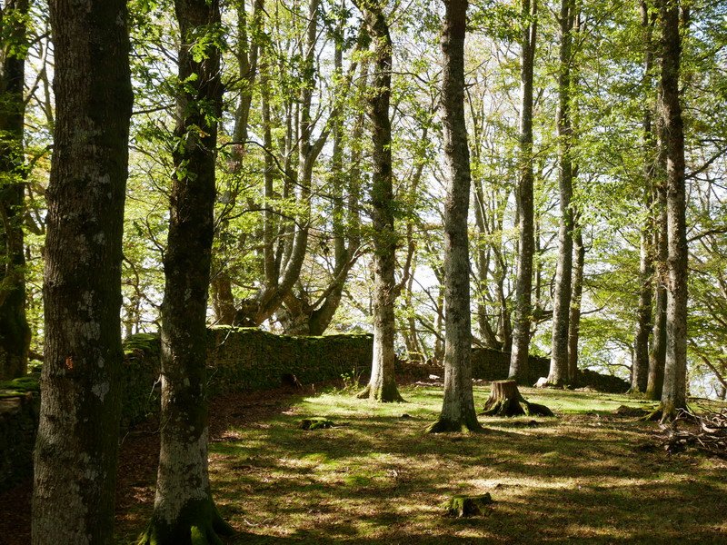 Arlamendiko mintegia