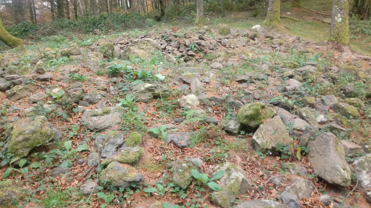 Agerreburu trikuharria (2020)