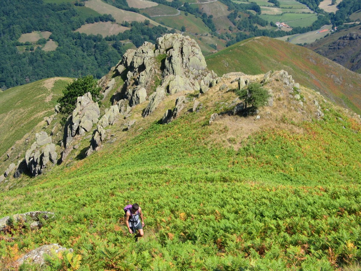 Hartxahaleko gandorra: goi aldean