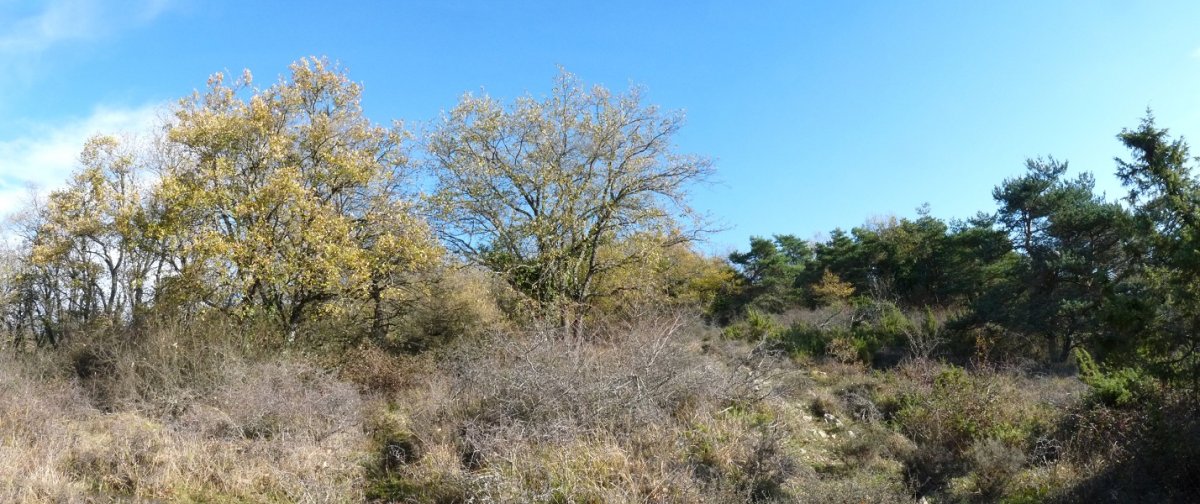 Landaretzak hartutako bizkarra