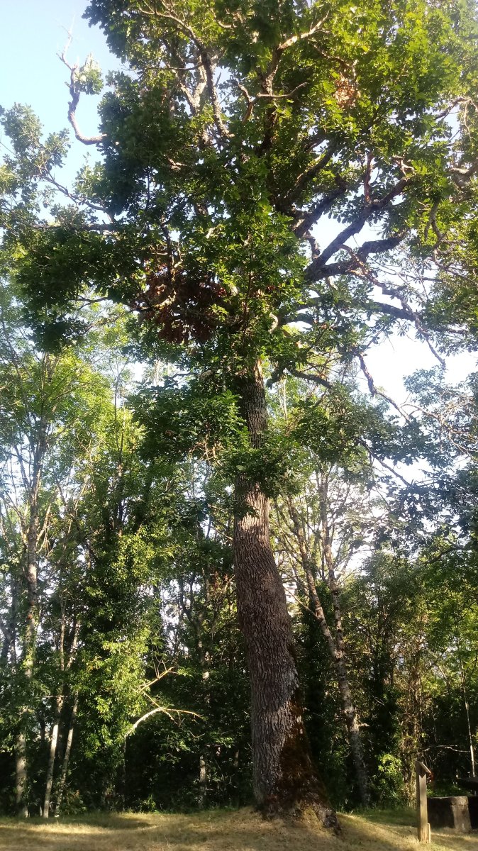 Muskildako ametz ilaundua