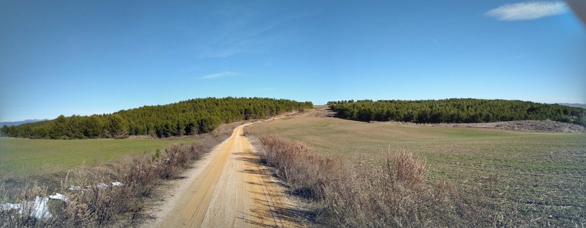 Planillako gainaldeko basoa