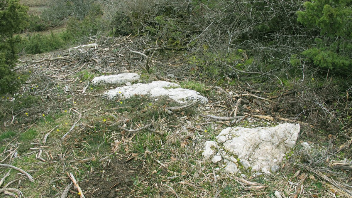 Itaida III trikuharria, Entzia