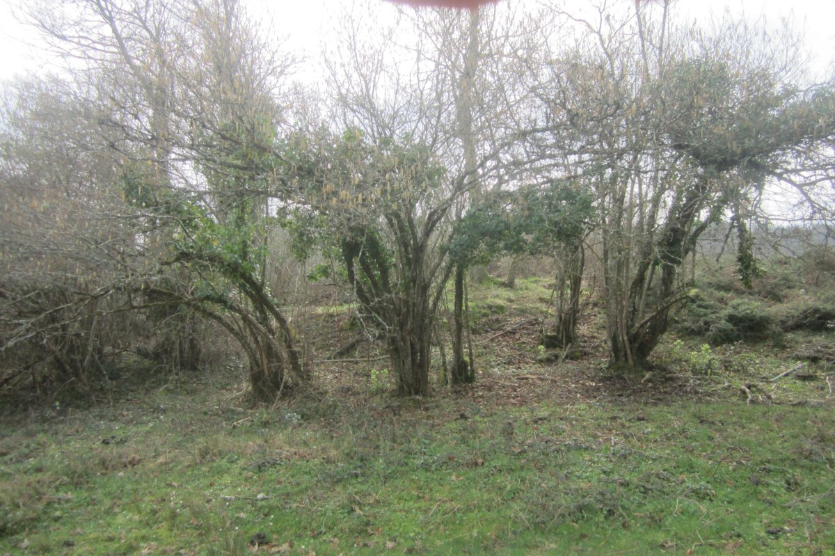 Túmulo Monterredondo  (Febrero 2021)