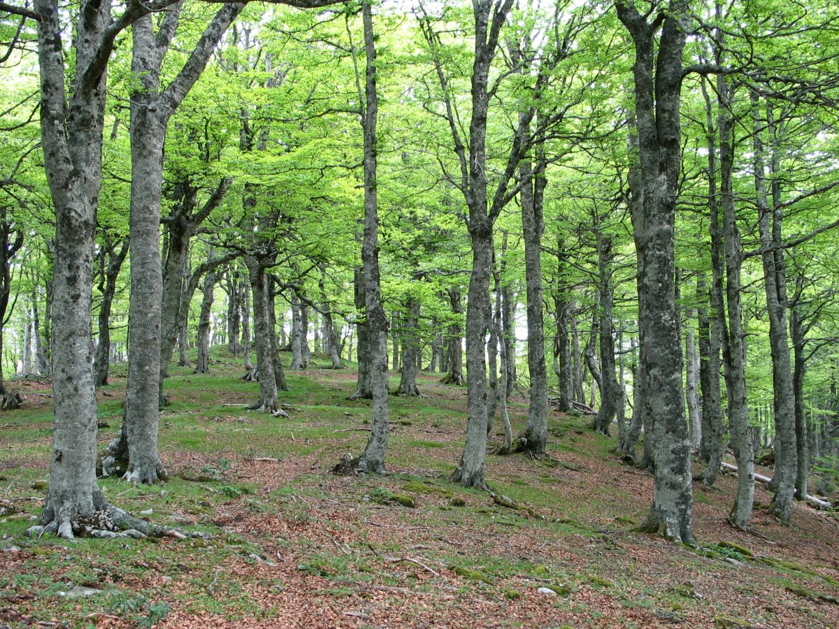 Tontorraren inguruak